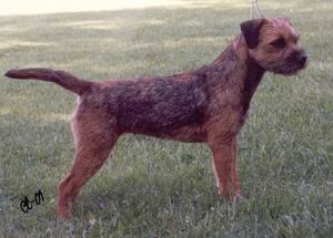 wilma_errari01_uutiset