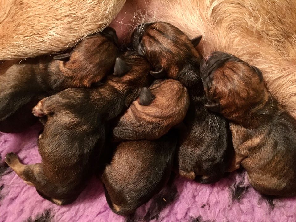 Kampsun pennut syntyneet